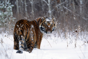 Tiger in Snow3881013871 300x200 - Tiger in Snow - Tiger, Snow, Charge!